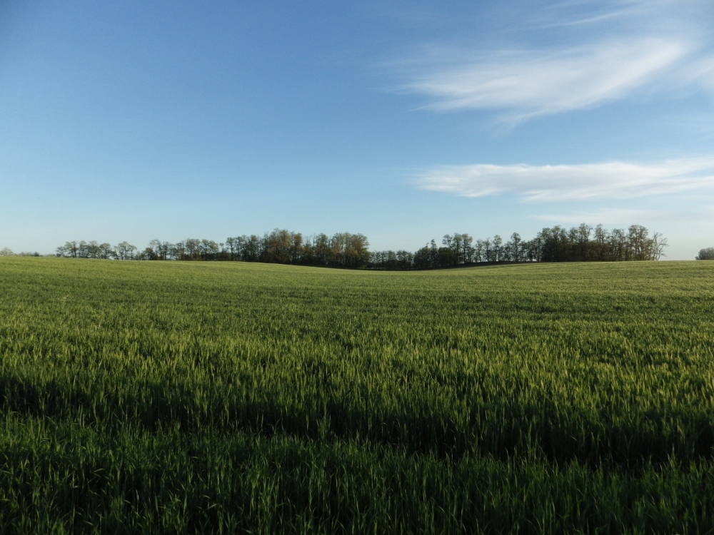 Zöldellő gabonamező Salamonbokornál – 2014 május
