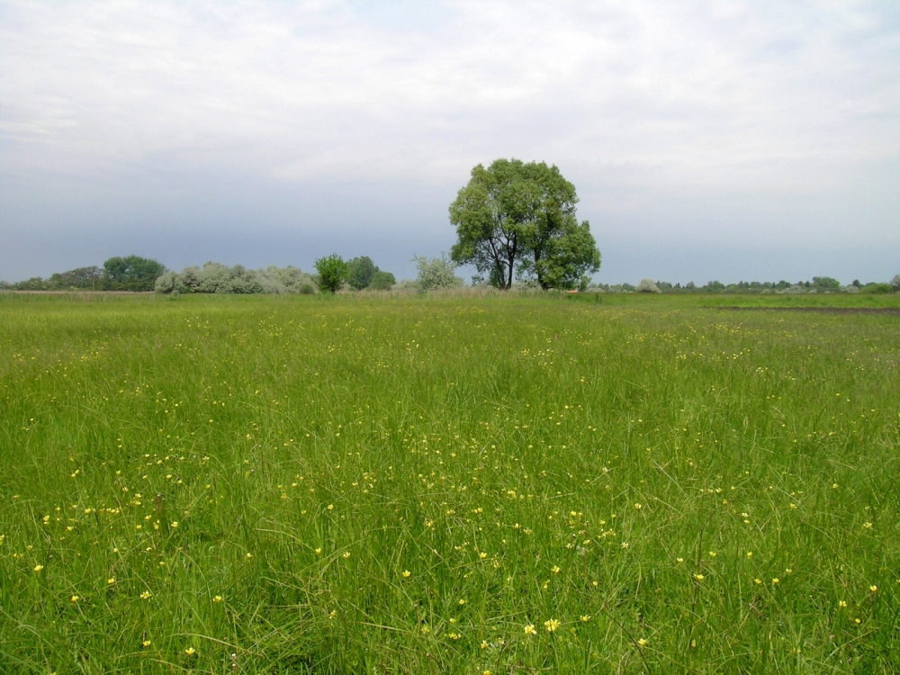 Tavaszi vadvirágos gyep az Oláh-réten – 2004 május
